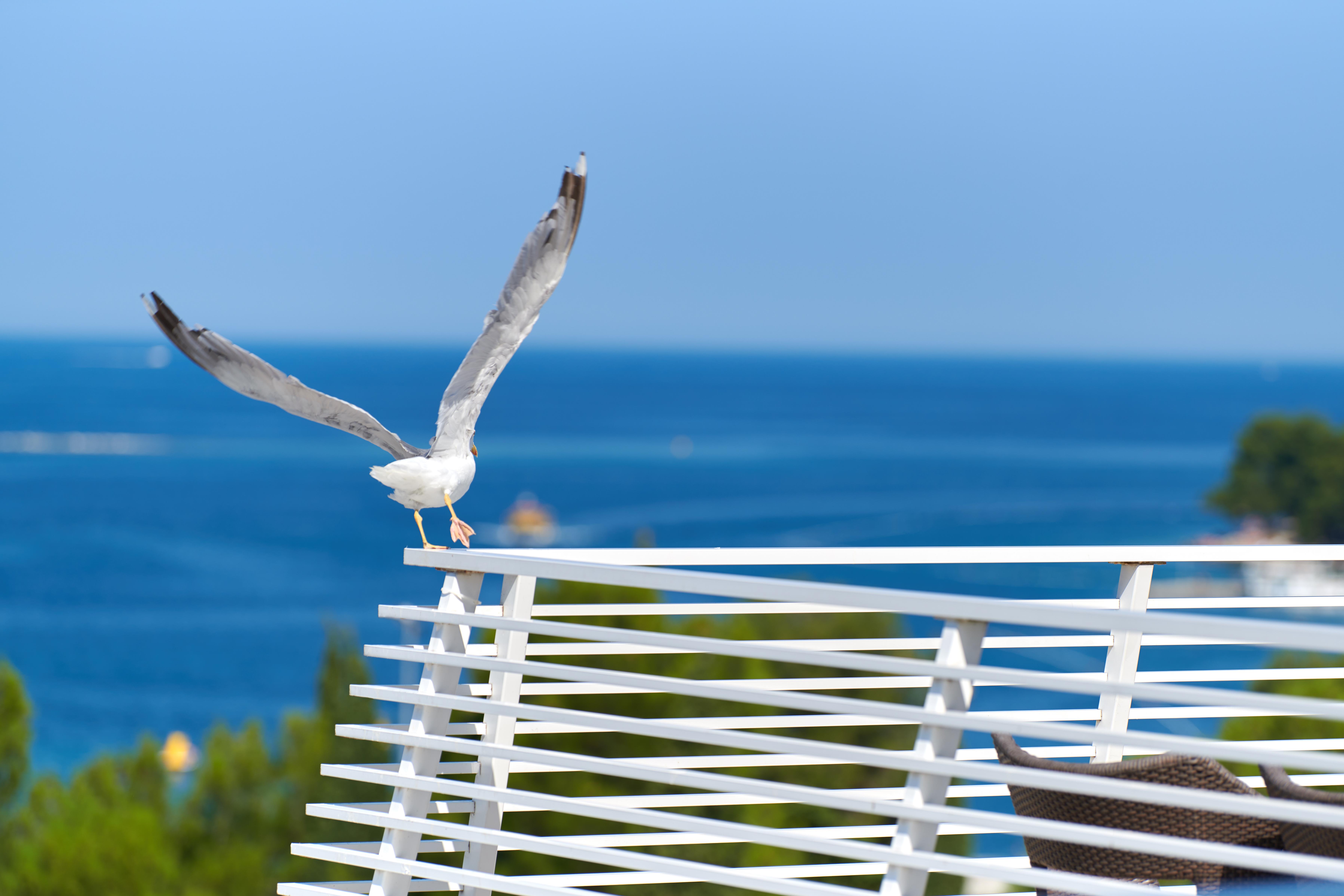Hotel Albatros Plava Laguna Poreč Eksteriør bilde